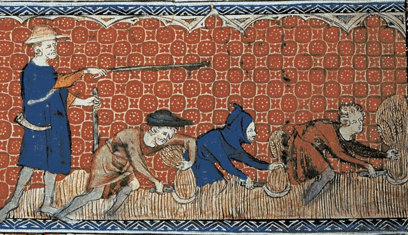 Neslobodni muškarci sa srpovima u žetvi, oko 1310.
